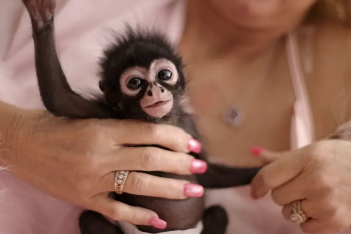 Chimp Crazy (2024) - Documentary Review