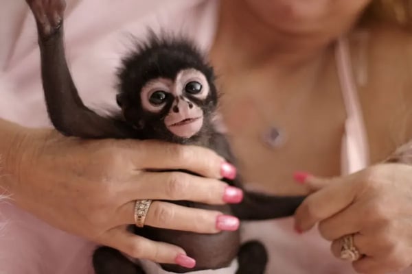 Chimp Crazy (2024) - Documentary Review