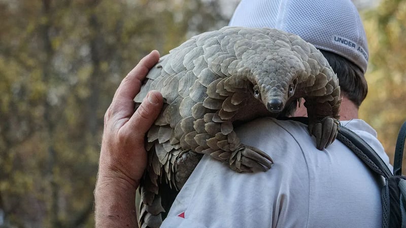 The Life of a Pangolin: Unveiling the Journey of an Unsung Hero of the Wild